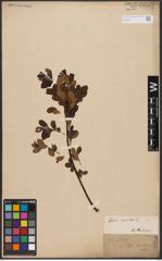 Foto von Salix aurita L.